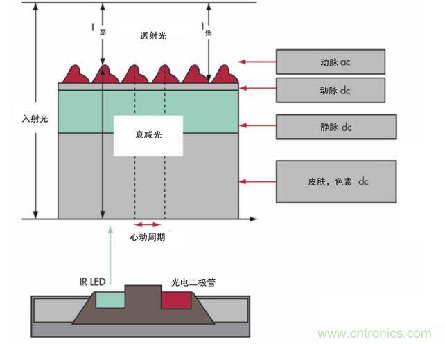 可以用發(fā)光二極管 （LED） 來照亮皮膚，然后測(cè)量反射到一個(gè)光電二極管的光量來監(jiān)測(cè)每個(gè)心動(dòng)周期