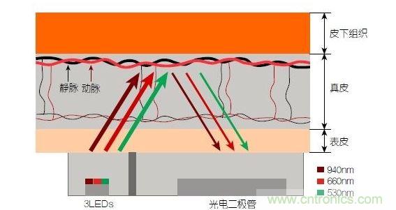 反射光脈搏測(cè)量原理。傳感器發(fā)出的光透過皮膚和組織，一部分被吸收，一部分被反射回檢測(cè)器。因?yàn)閯?dòng)脈中的血流量隨心臟的每次跳動(dòng)會(huì)有所變化，因此光線被吸收的量以及檢測(cè)器收到的信號(hào)強(qiáng)度也會(huì)隨之發(fā)生改變。綠光可以在手腕處提供最佳結(jié)果，而紅光和紅外光一般用于手指測(cè)量。 8