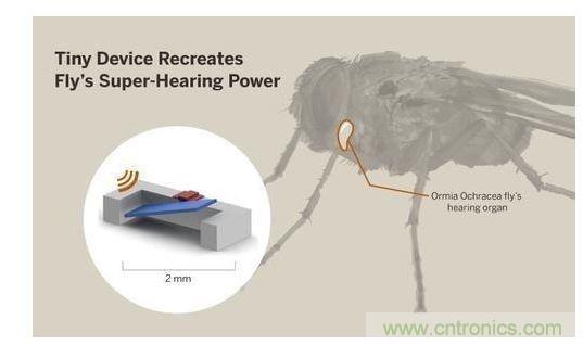 顯示研究人員們經(jīng)由這種寄生蠅的聲音處理機(jī)制啟發(fā)，開(kāi)發(fā)出一款低功耗的麥克風(fēng)組件。