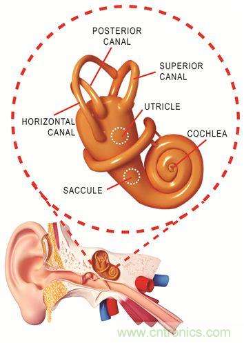 圖1. 人體平衡和聽力是內(nèi)耳中復(fù)雜平衡器官的一部分。